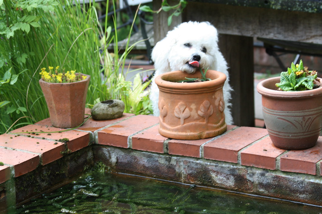 Soft morning light hitting a hardwood floor where a senior dog waits.