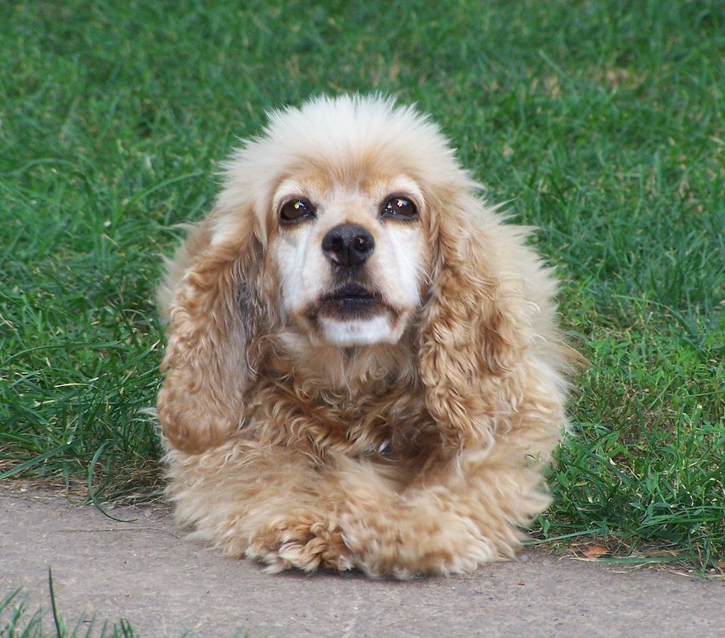 rescue dog-life scene