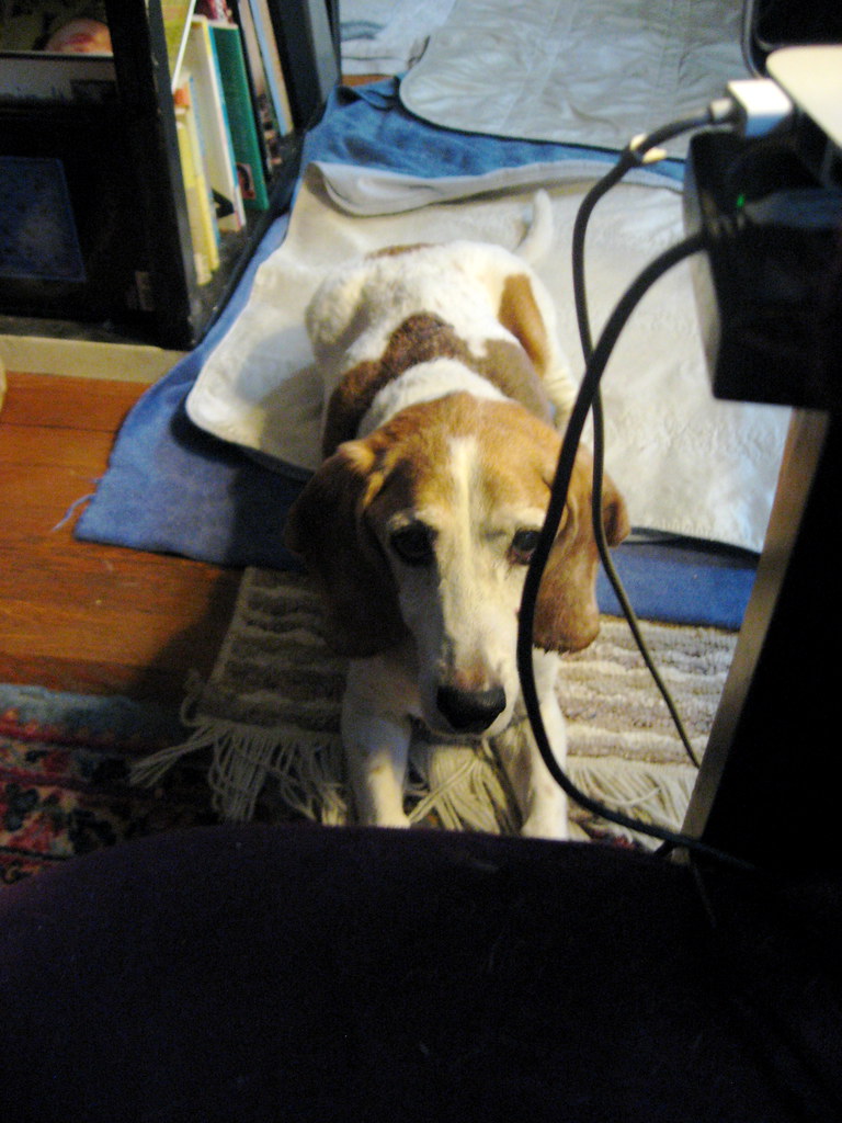 dog symptom-watch scene